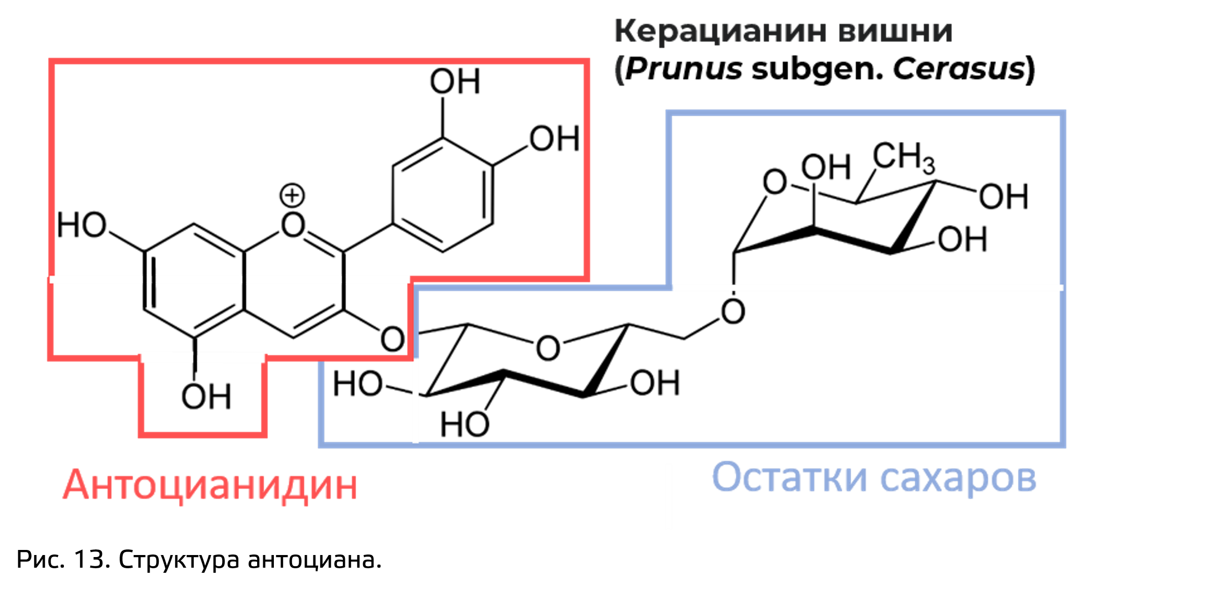 Фенольные соединения фото