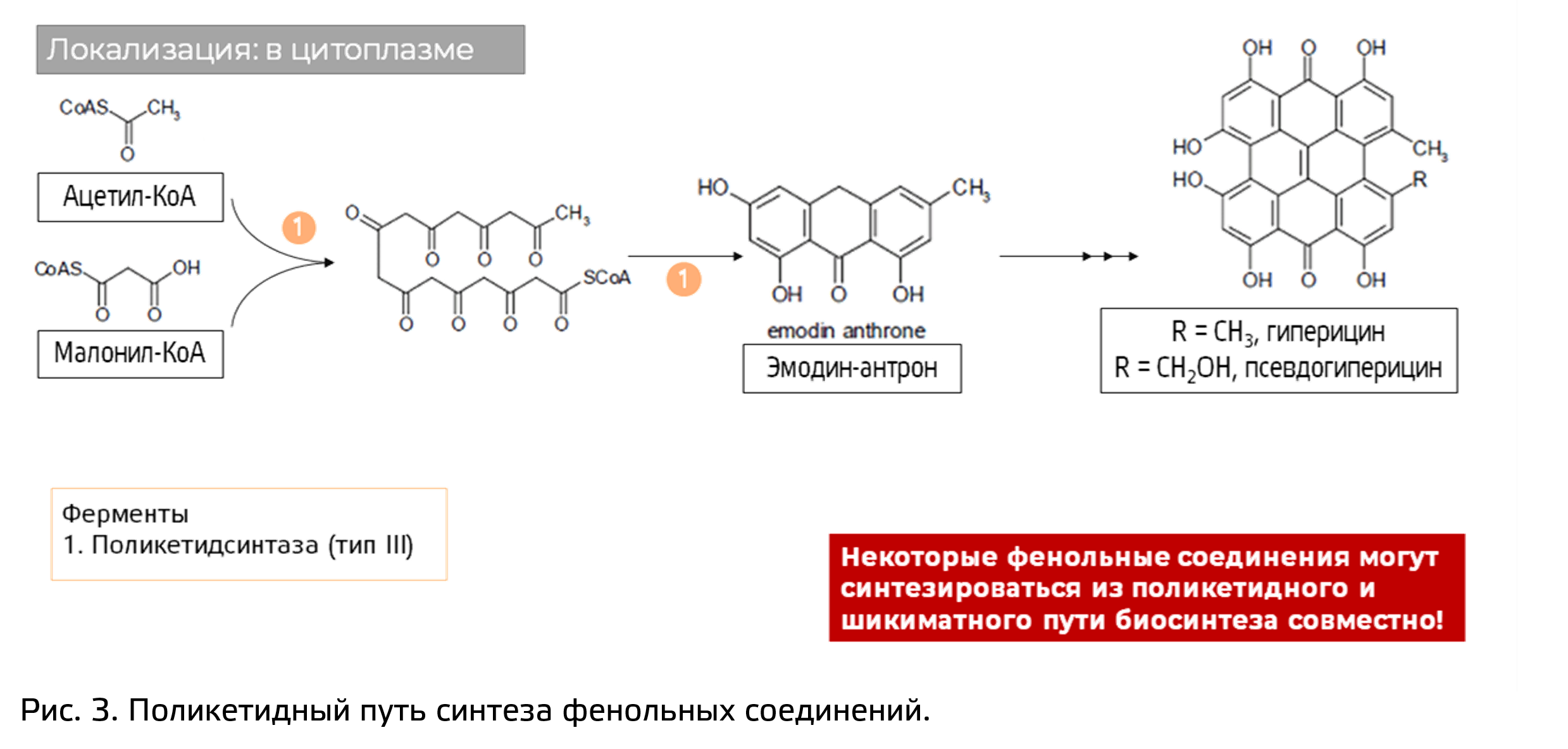 Вторичные метаболиты растений. Фенольные соединения и минорные группы.