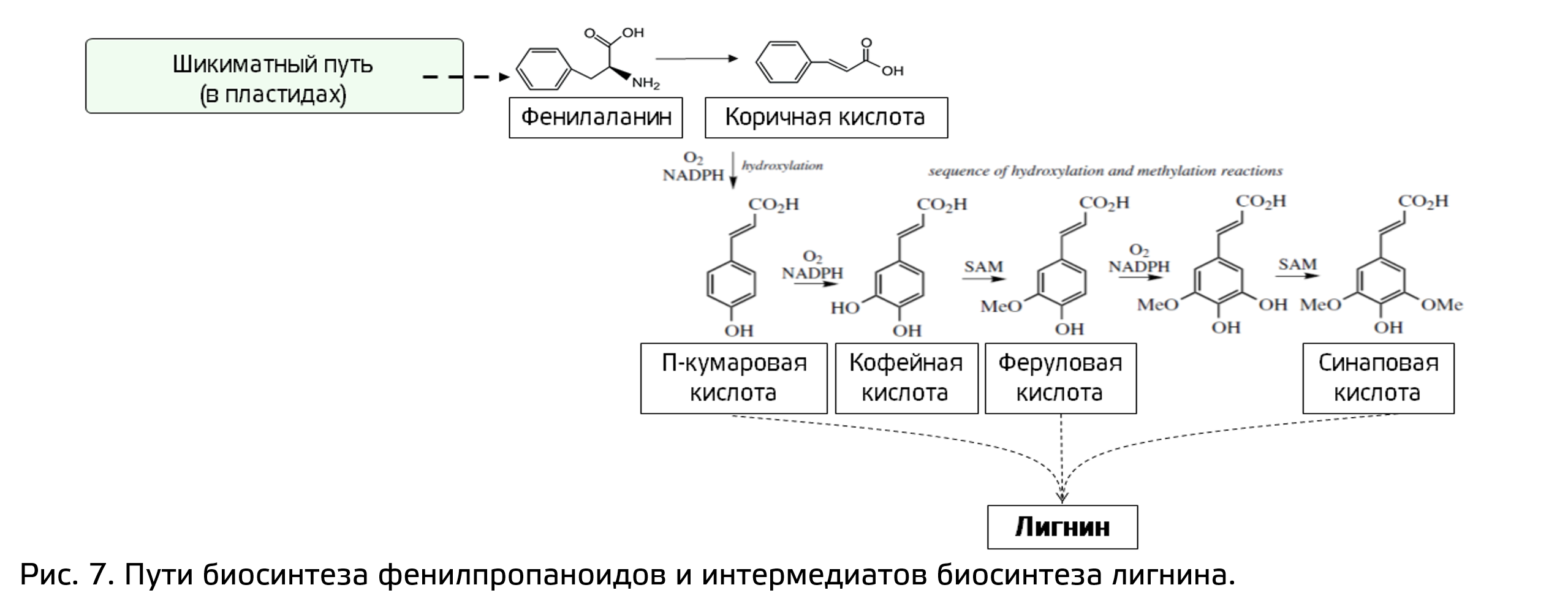 Вторичные метаболиты растений. Фенольные соединения и минорные группы.